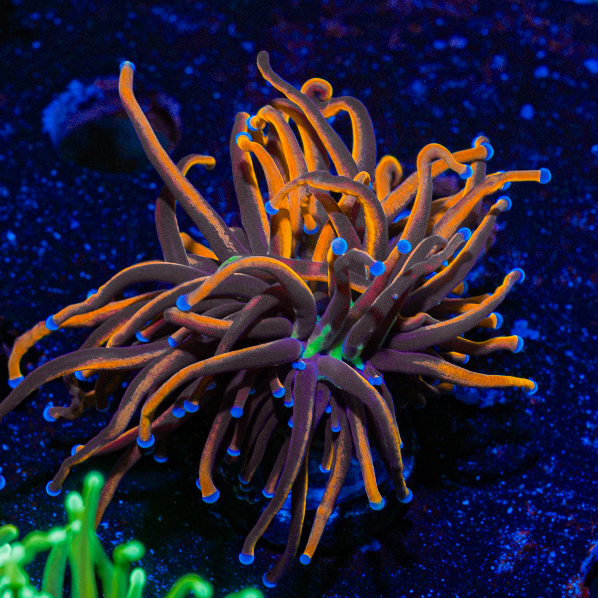 New York Knicks Torch Coral with flowing tentacles in reef aquarium