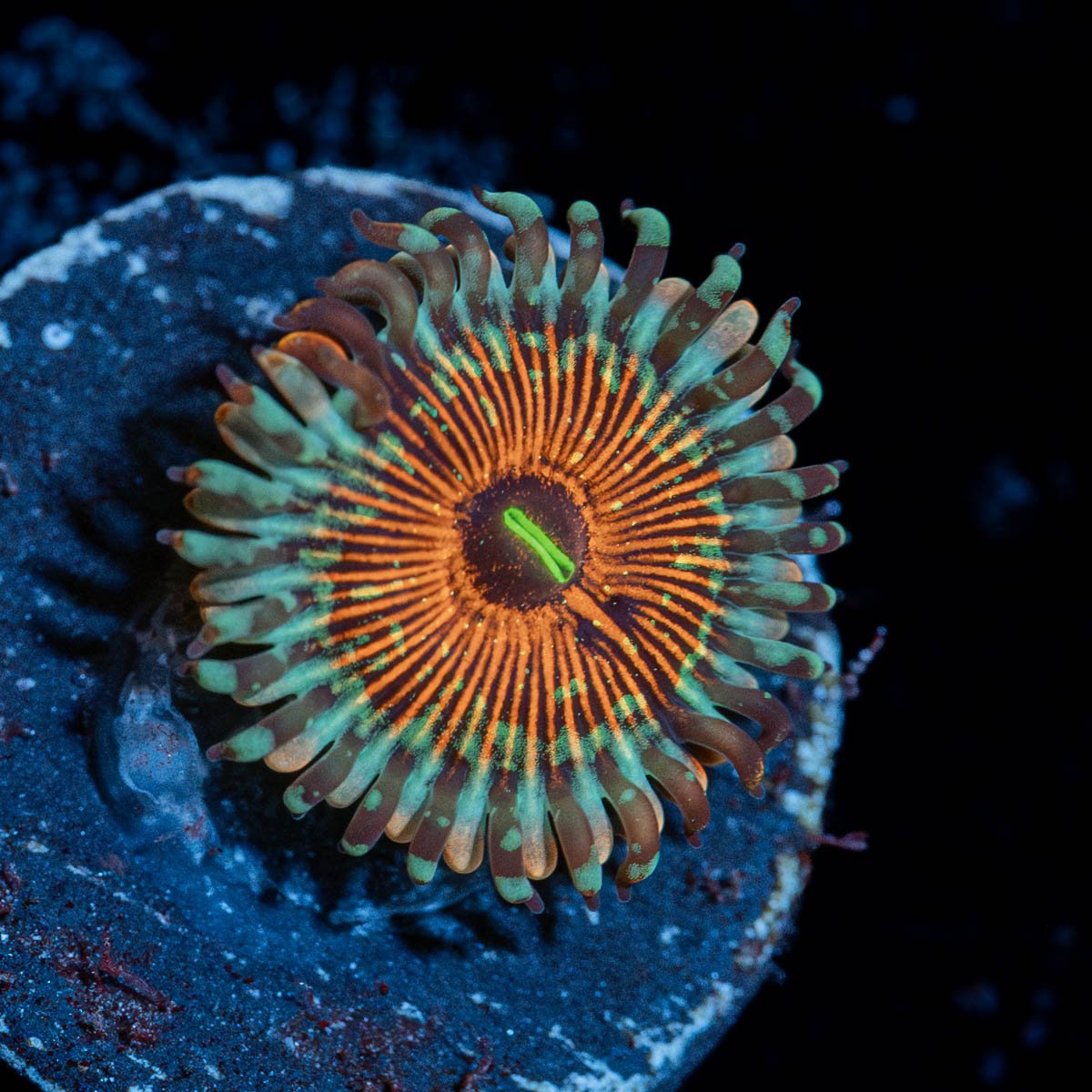 Seduction Zoanthid - riptide aquaculture llc