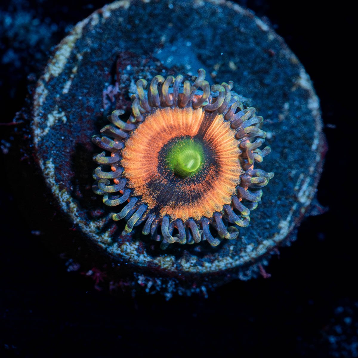 Valkyries Zoanthid - riptide aquaculture llc