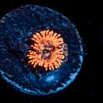 Utter Chaos Zoanthid - riptide aquaculture llc