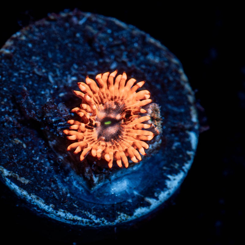 Utter Chaos Zoanthid