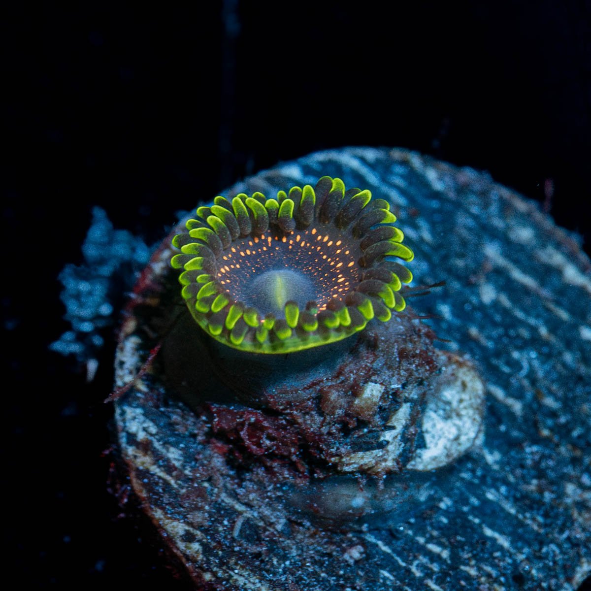 Psychosis zoanthid - riptide aquaculture llc