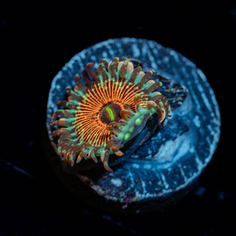 Seduction Zoanthid