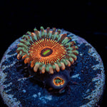 Seduction Zoanthid - riptide aquaculture llc