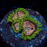 Purple Monsters Zoanthid - riptide aquaculture llc