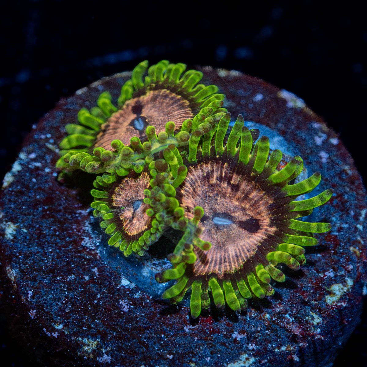 Purple Monsters Zoanthid - riptide aquaculture llc