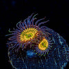 Sunny D Zoanthids - riptide aquaculture llc
