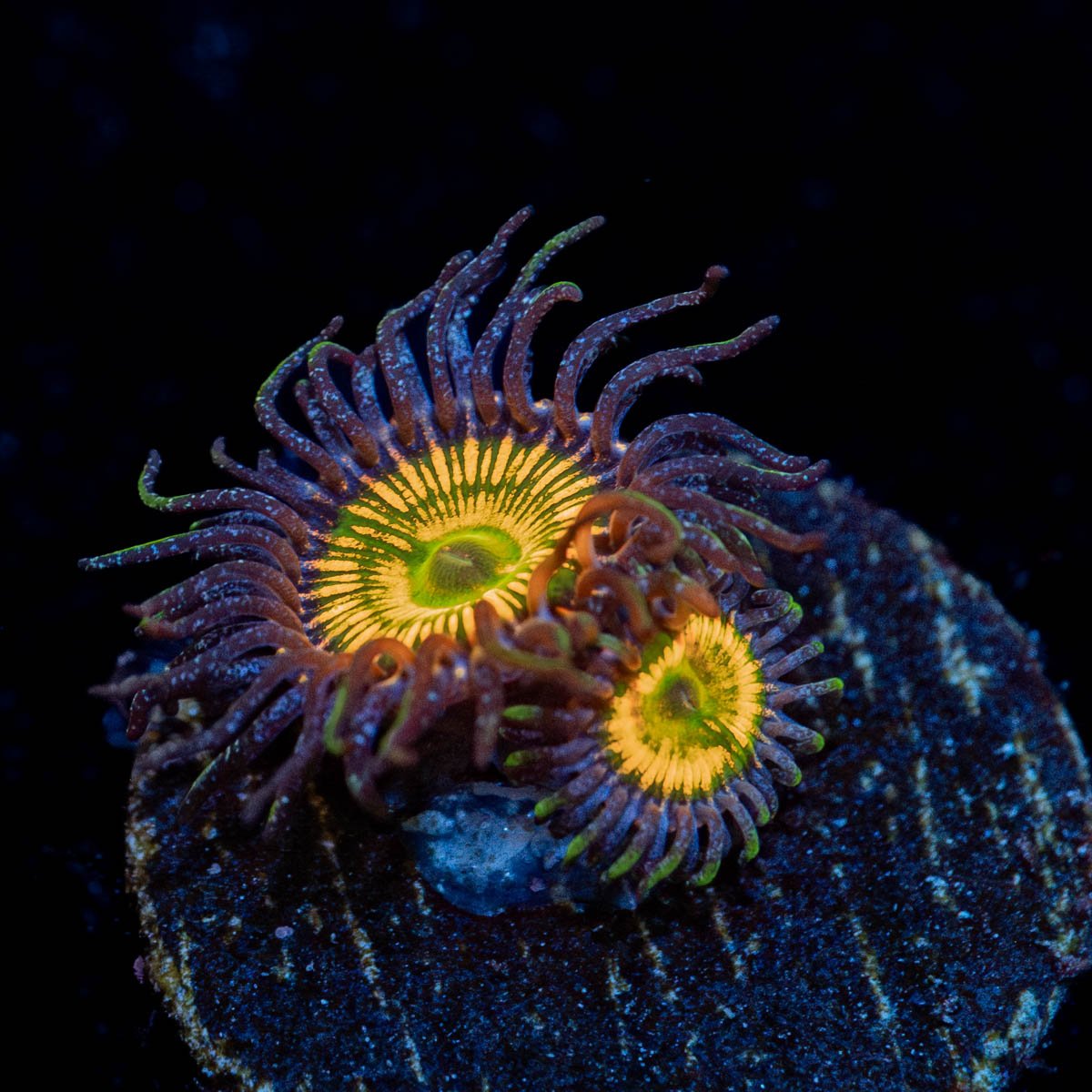 Sunny D Zoanthids - riptide aquaculture llc