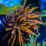 New York Knicks Torch Coral with flowing tentacles in reef aquarium