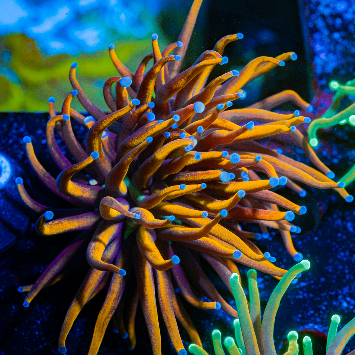 New York Knicks Torch Coral with flowing tentacles in reef aquarium