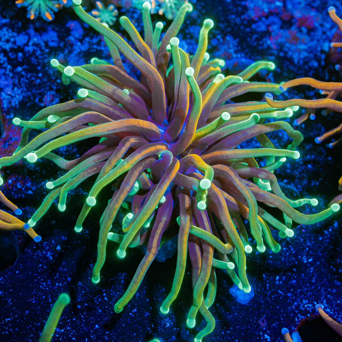 21 Tails Torch Euphyllia Coral with flowing tentacles in reef aquarium