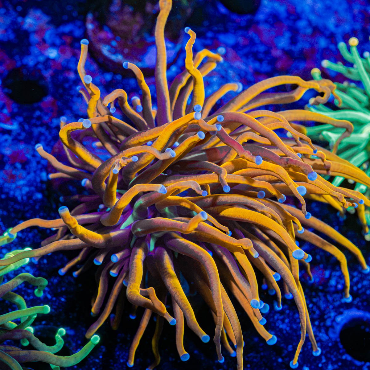 New York Knicks Torch Coral with flowing tentacles in reef aquarium
