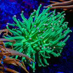 Cotton Candy Torch Euphyllia Coral with flowing tentacles in reef aquarium