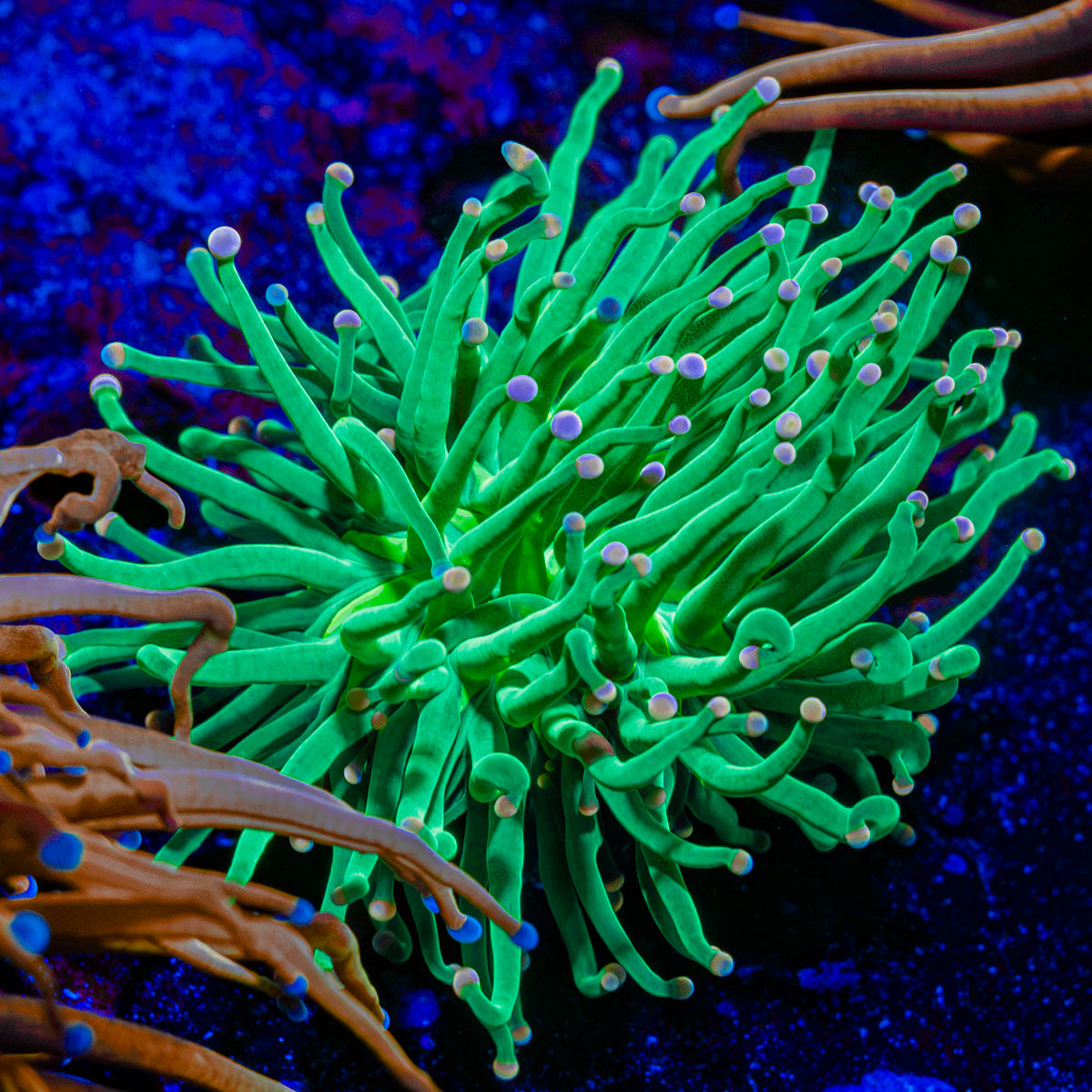 Cotton Candy Torch Euphyllia Coral with flowing tentacles in reef aquarium