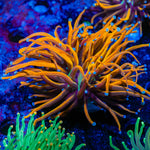 New York Knicks Torch Coral with flowing tentacles in reef aquarium