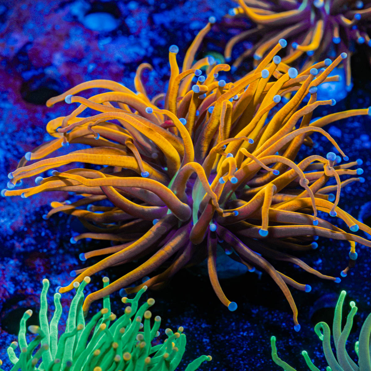 New York Knicks Torch Coral with flowing tentacles in reef aquarium