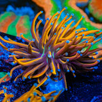 New York Knicks Torch Coral with flowing tentacles in reef aquarium