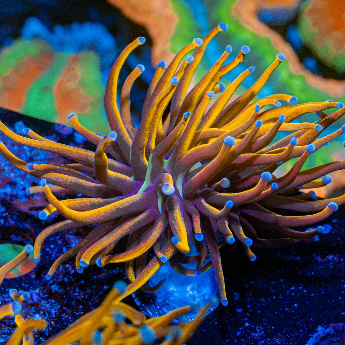 New York Knicks Torch Coral with flowing tentacles in reef aquarium