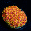 Rainbow Goniopora 