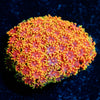 Rainbow Goniopora 