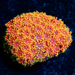 Rainbow Goniopora 