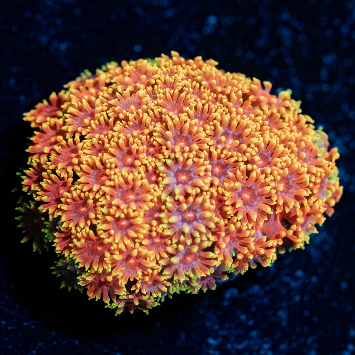 Rainbow Goniopora 