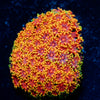 Rainbow Goniopora 