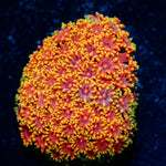 Rainbow Goniopora 