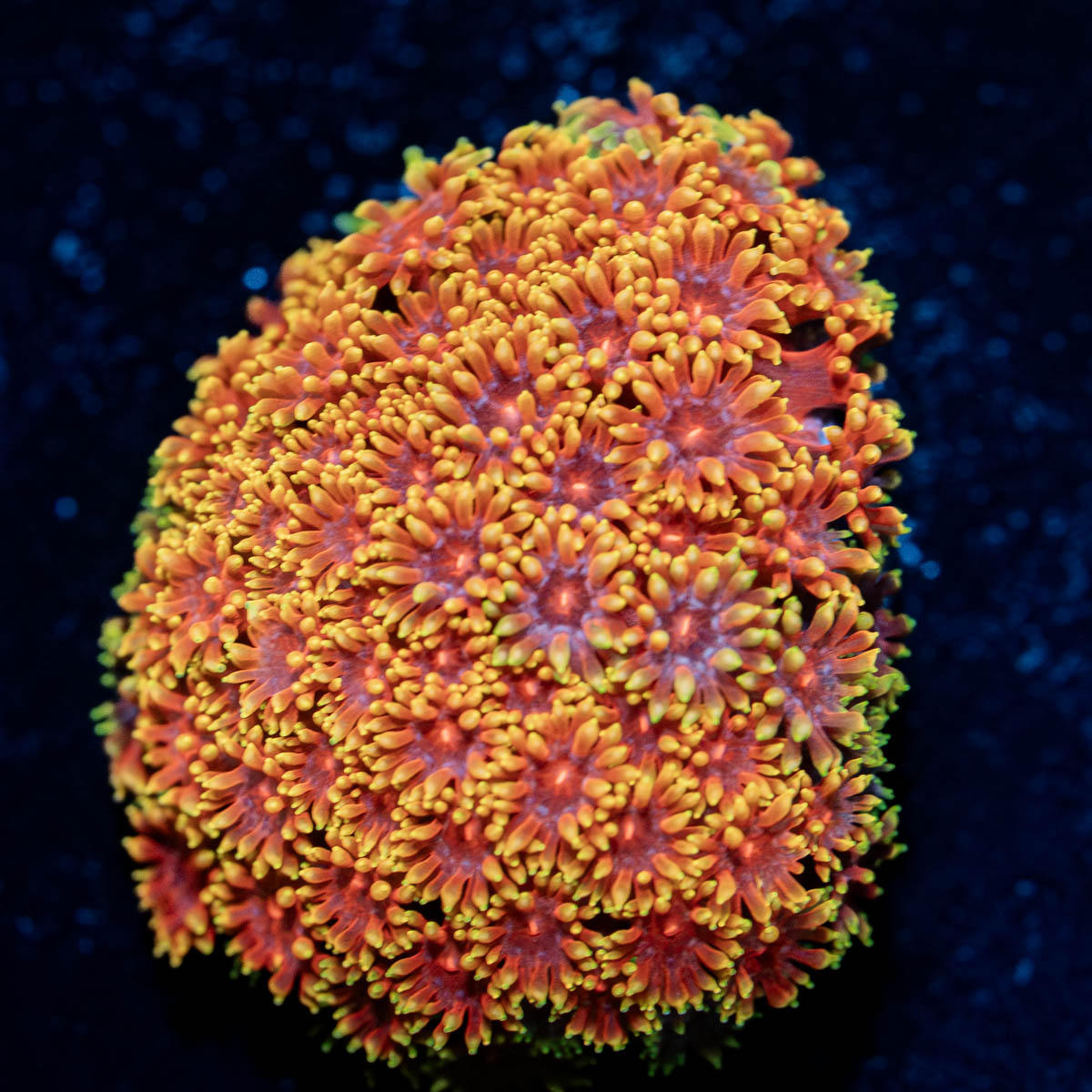 Rainbow Goniopora 