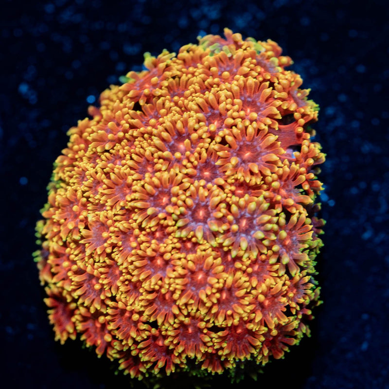 Rainbow Goniopora