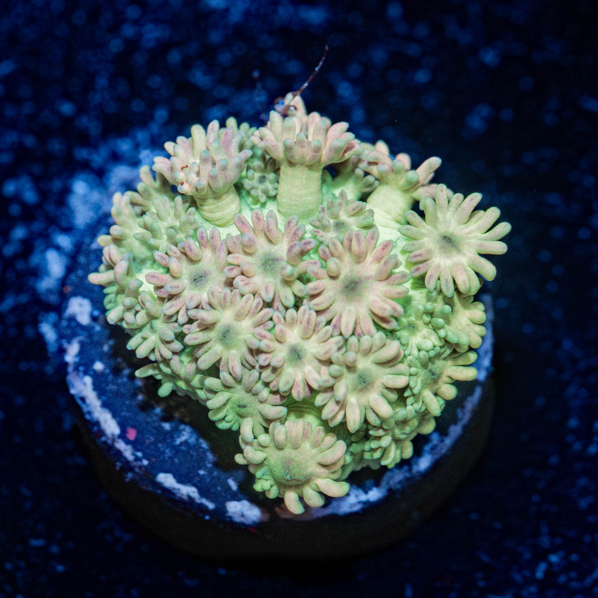 Rainbow Goniopora 