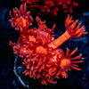 Arctic Blast Goniopora