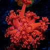 Red Bull Goniopora