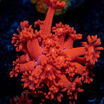 Red Bull Goniopora