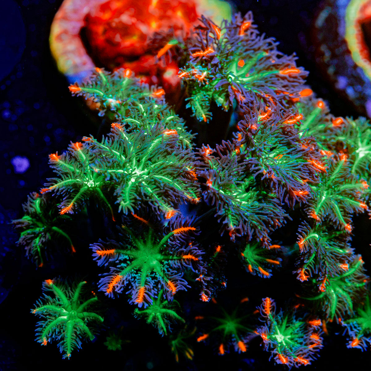 ARC FireWork Clove Polyps Coral with colony growth in reef aquarium