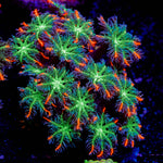 ARC FireWork Clove Polyps Coral with soft polyps in reef aquarium