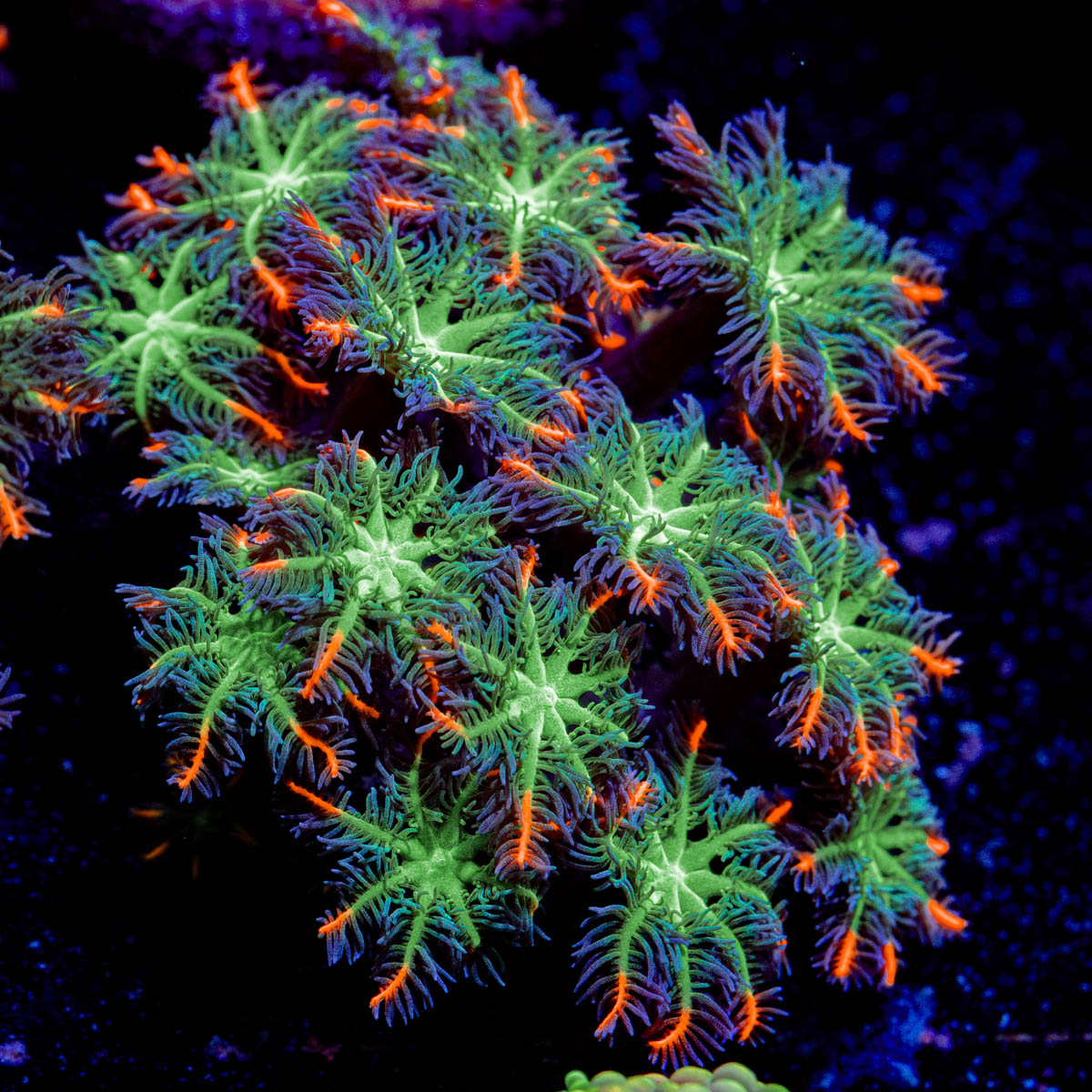 ARC FireWork Clove Polyps Coral with soft polyps in reef aquarium