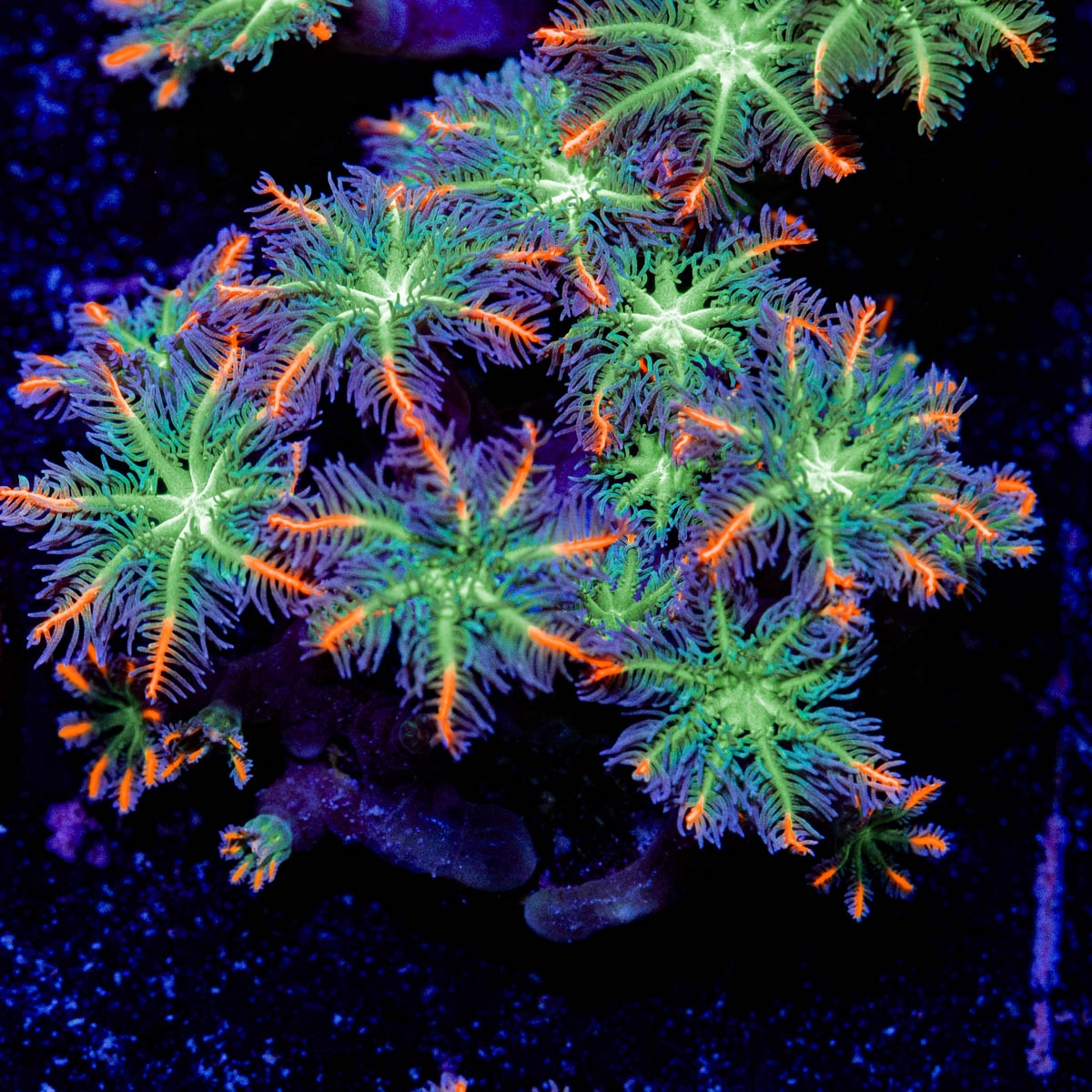 ARC FireWork Clove Polyps Coral with colony growth in reef aquarium