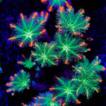 ARC FireWork Clove Polyps Coral with colony growth in reef aquarium