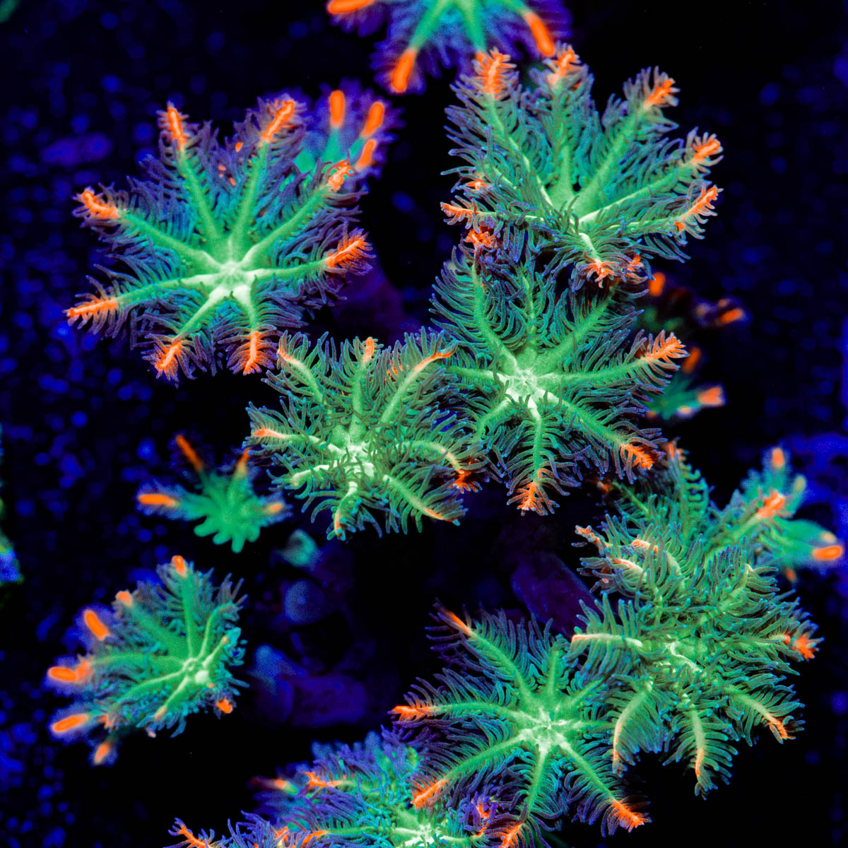 ARC FireWork Clove Polyps Coral with colony growth in reef aquarium