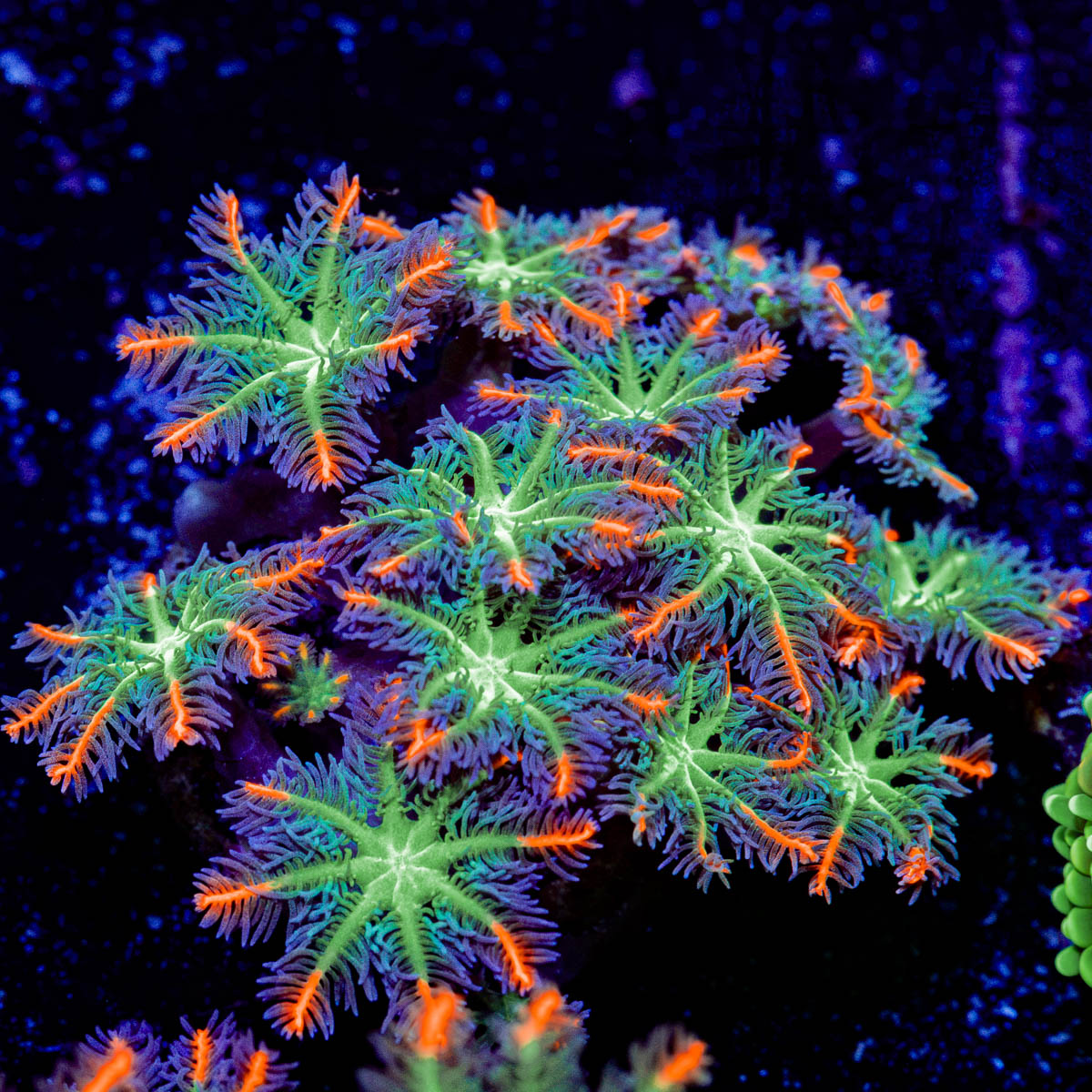 ARC FireWork Clove Polyps Coral with colony growth in reef aquarium