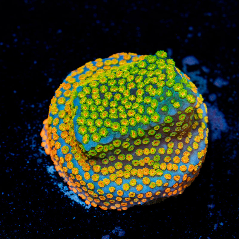 AquaMan montipora Coral with branching growth in reef aquarium