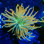 Sun Drop Torch Euphyllia Coral with flowing tentacles in reef aquarium