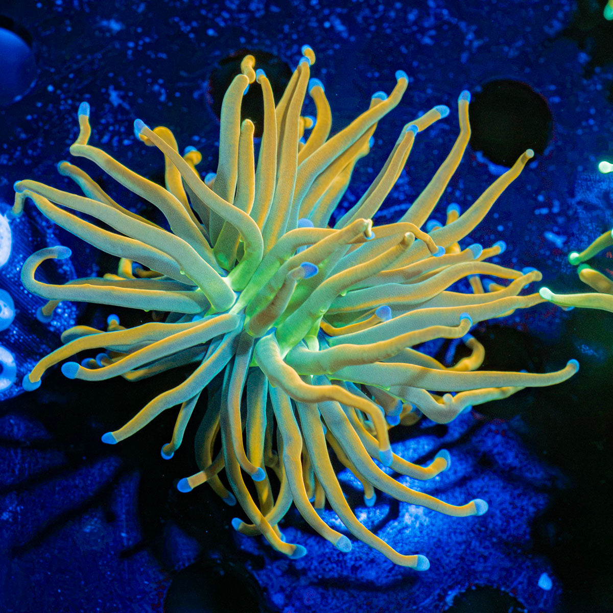 Sun Drop Torch Euphyllia Coral with flowing tentacles in reef aquarium