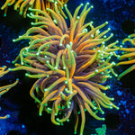 Inferno Torch Euphyllia Coral with flowing tentacles in reef aquarium