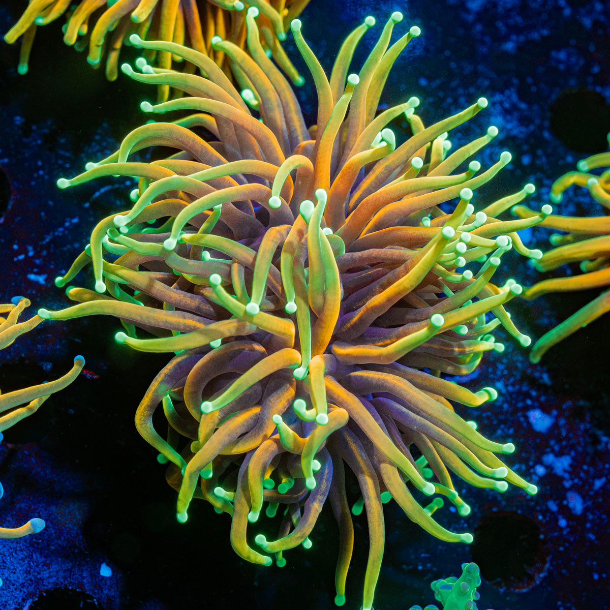 Inferno Torch Euphyllia Coral with flowing tentacles in reef aquarium
