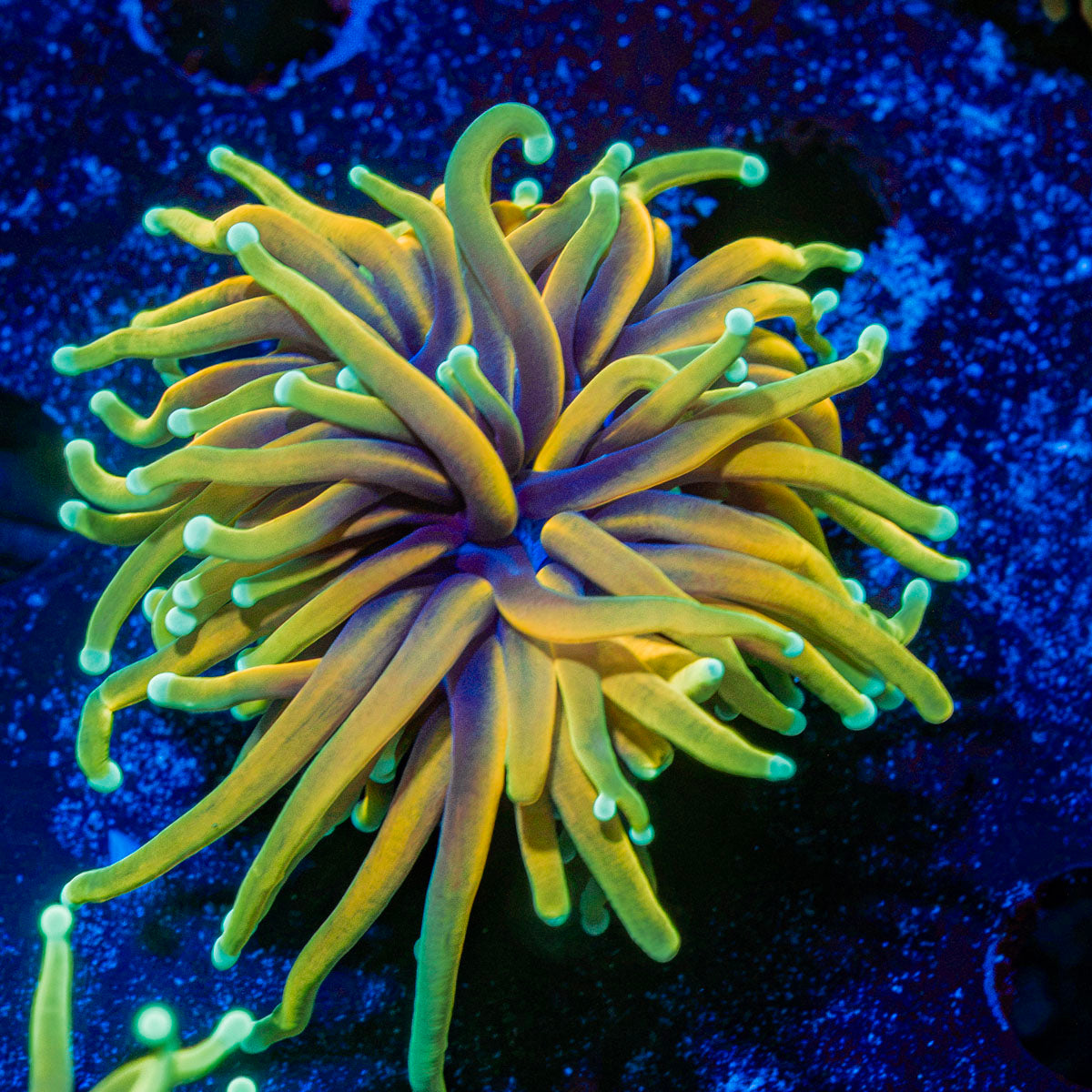 21 Tailes Torch Euphyllia Coral with flowing tentacles in reef aquarium