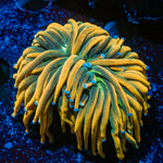 Sun Drop Torch Euphyllia Coral with flowing tentacles in reef aquarium