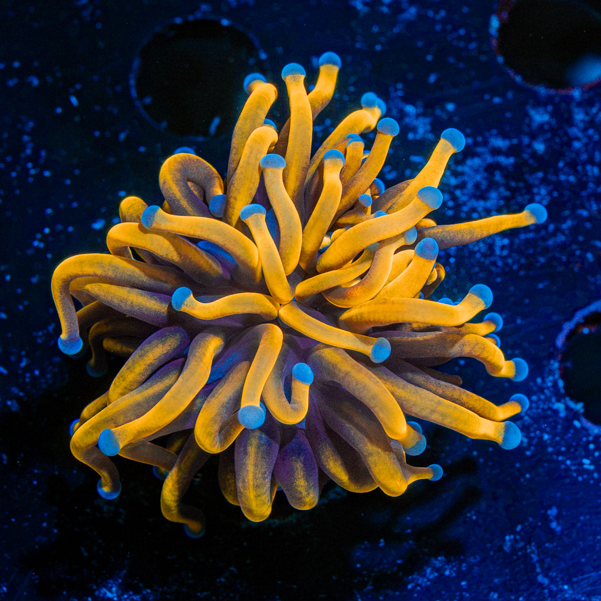 24K Torch Euphyllia Coral with flowing tentacles in reef aquarium