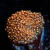 Interstellar mushroom 